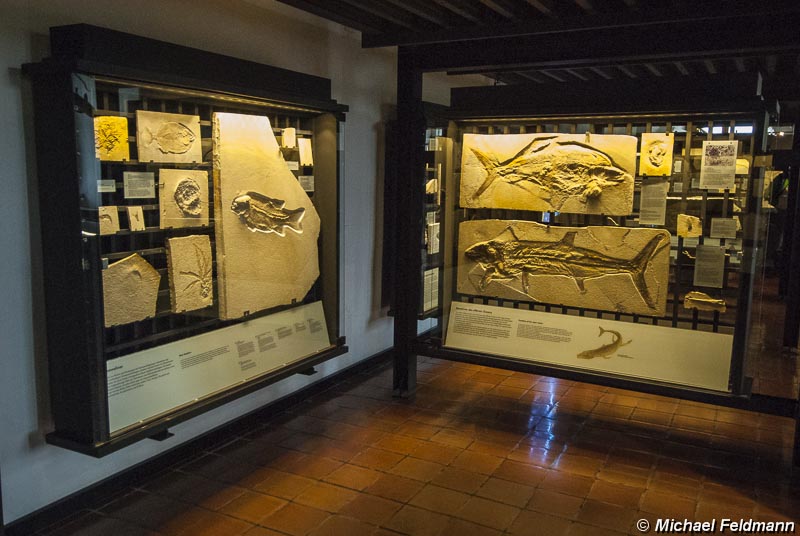 Juramuseum Fossilien