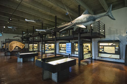 Eichstätt Juramuseum