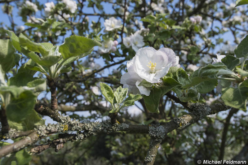 Albersbach Apfelblüte