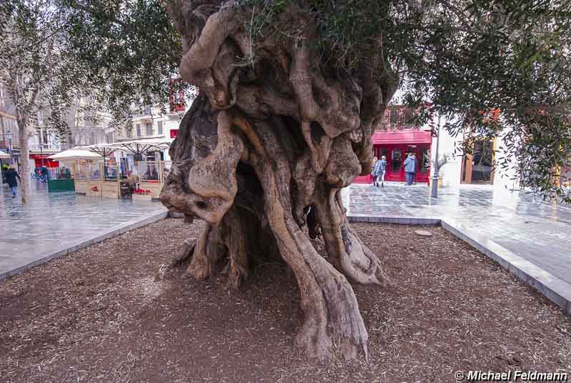 Olivenbaum in Palma de Mallorca