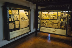 Juramuseum Fossilien