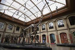 Naturkundemuseum Berlin