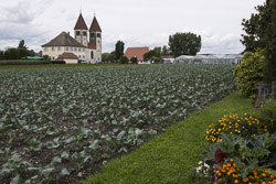 Gemüsefelder Reichenau