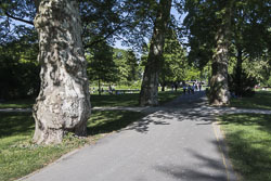Monumentale Bäume im Herrngarten
