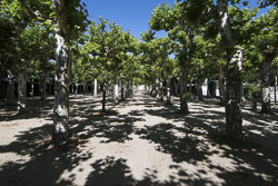 Darmstadt Platanenhain