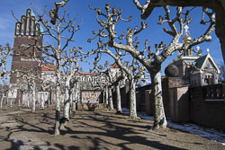 Platanenhain im Winter