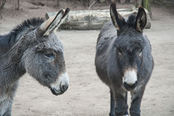 Esel im Vivarium