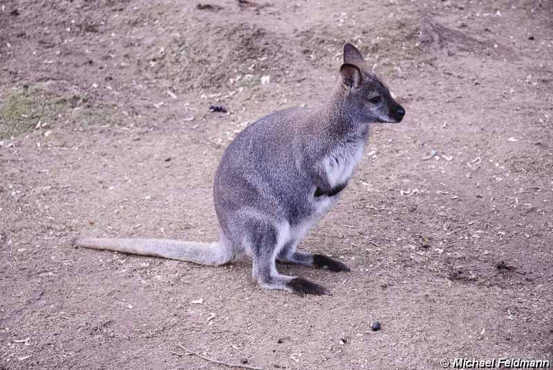 Bennett-Känguru im Zoo Vivarium