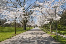 Frühling im Grugapark