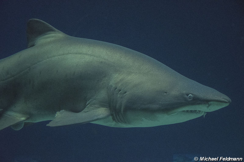 Meereszentrum in Burg