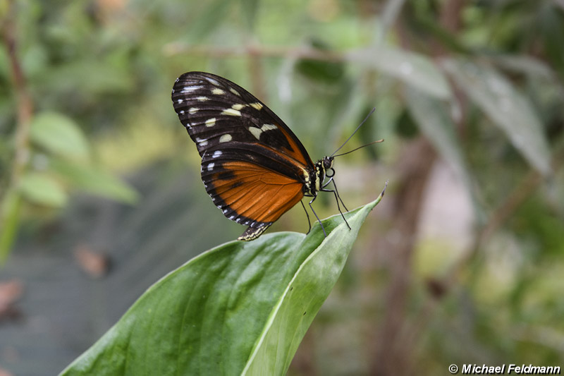 Burg auf Fehmarn Schmetterlingspark