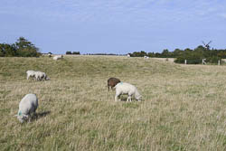 Schafe auf dem Deich