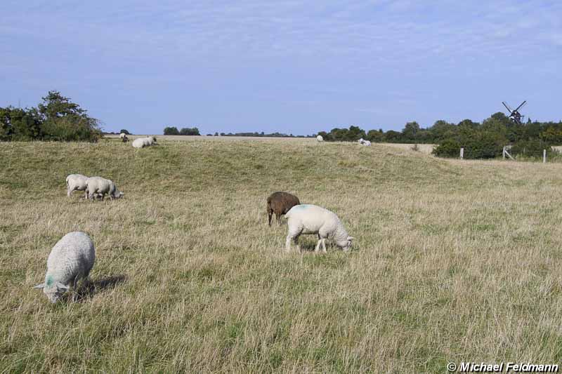 Schafe auf dem Deich