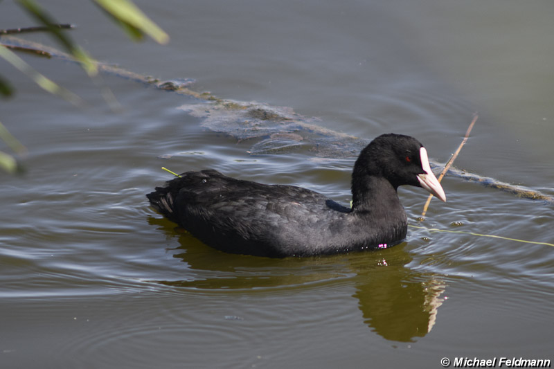 Naturschutzgebiet Wallnau