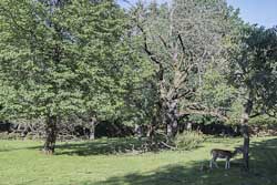 Bad Harzburg Wildgehege