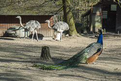 Vogelpark Lorsch