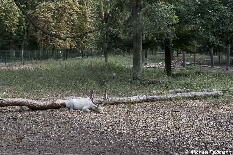 Ostpark mit Wildgehege in Rüsselsheim