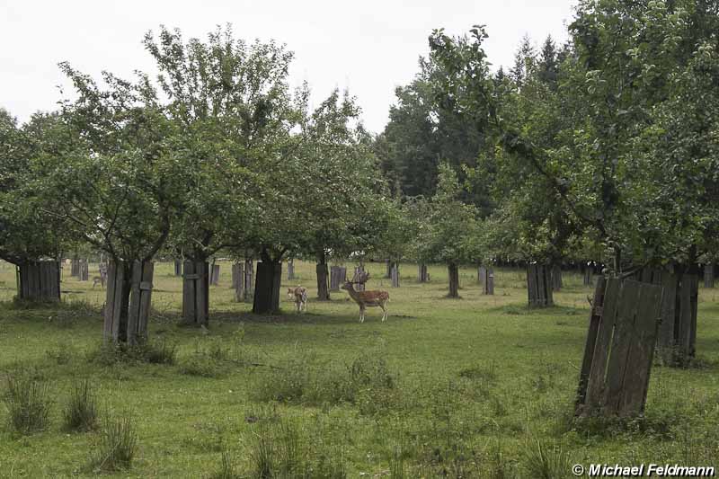 Ivenacker Tierpark