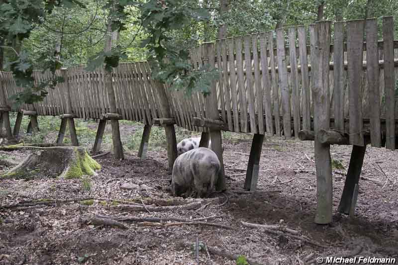 Ivenacker Landschafts- und Tierpark