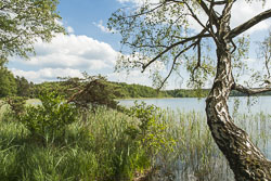 Feisneck im Müritz Nationalpark