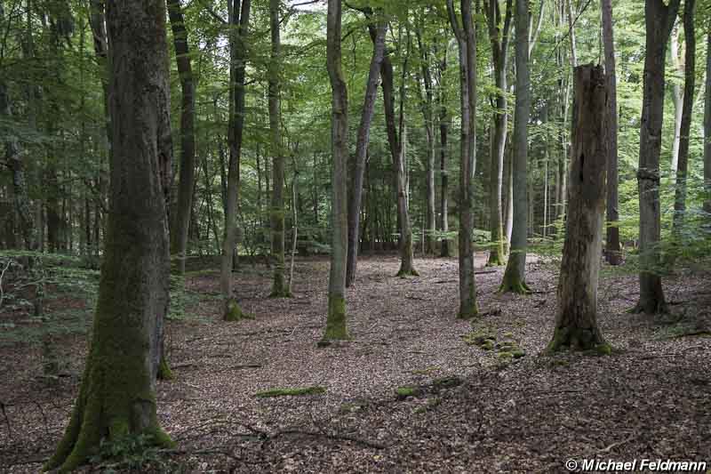 Serrahner Buchenwald