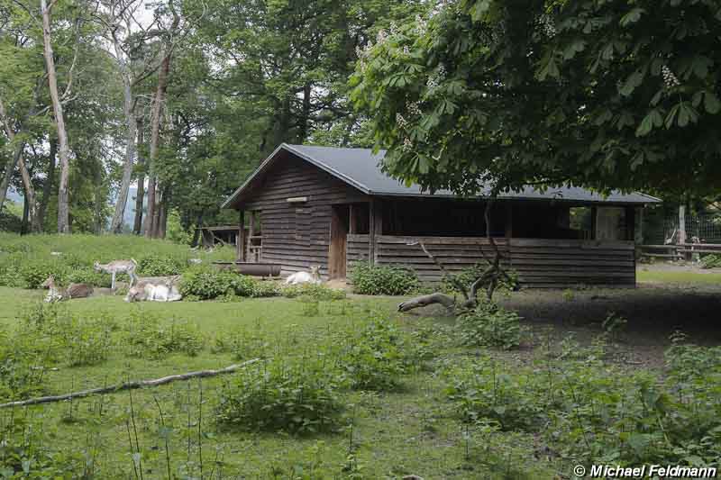 Wildpark Niederwald