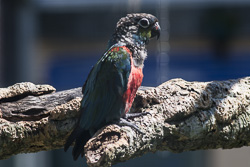 Papageienhof Dreiländereck