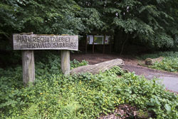 Naturschutzgebiet Urwald Sababurg