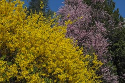 Frühling Bergstraße