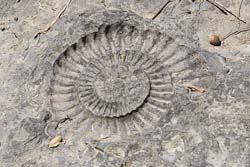 Öfterdingen Ammonitenpflaster