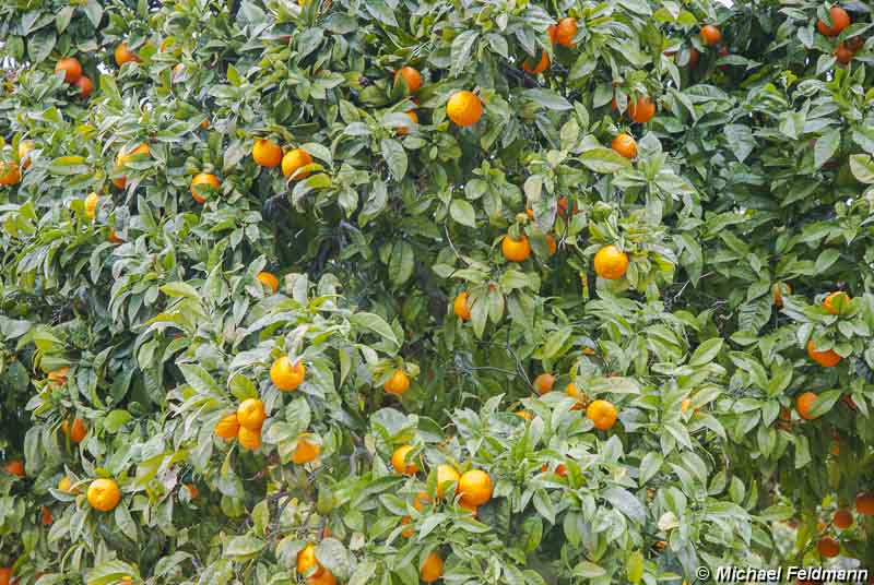 Sóller Orangenplantagen
