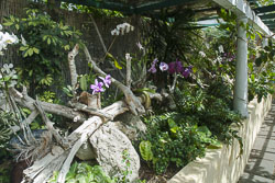 Puerto de la Cruz: Orchideengarten